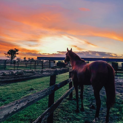 Horse at Payson Park
